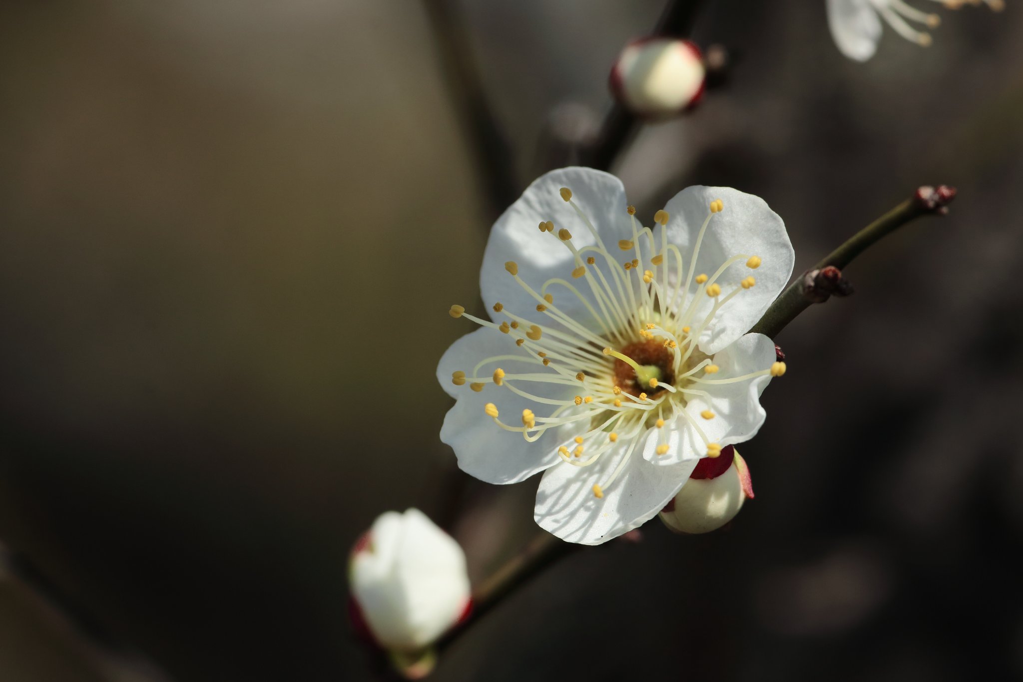 梅の花よ、長く咲いておくれ
