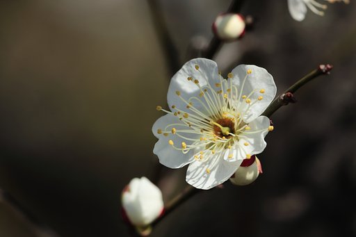 梅の花よ、長く咲いておくれ