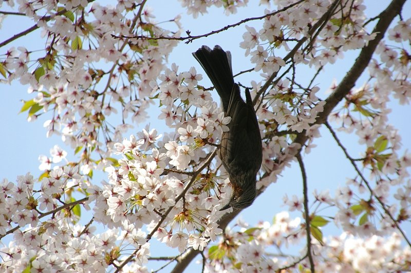よっこらしょ