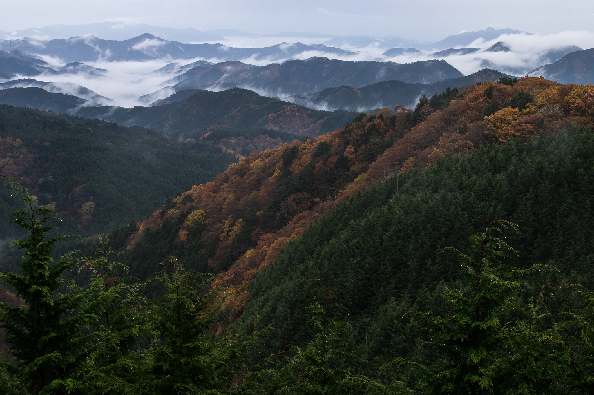 村雨の間に。。