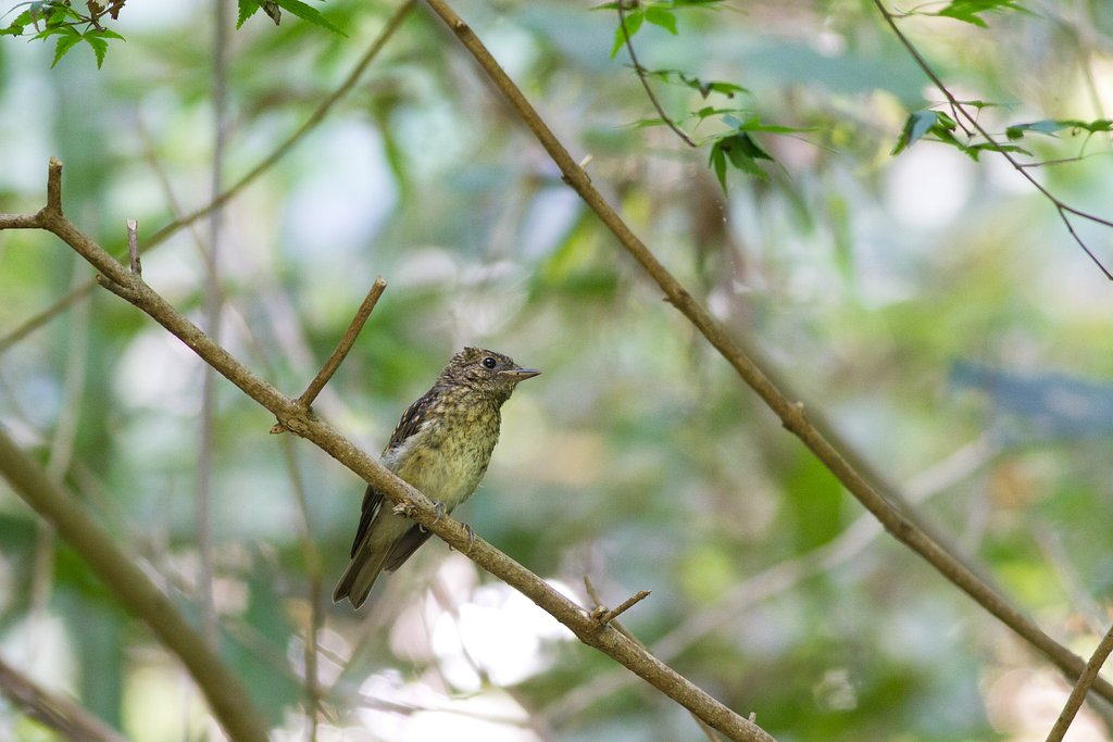 キビタキ幼鳥
