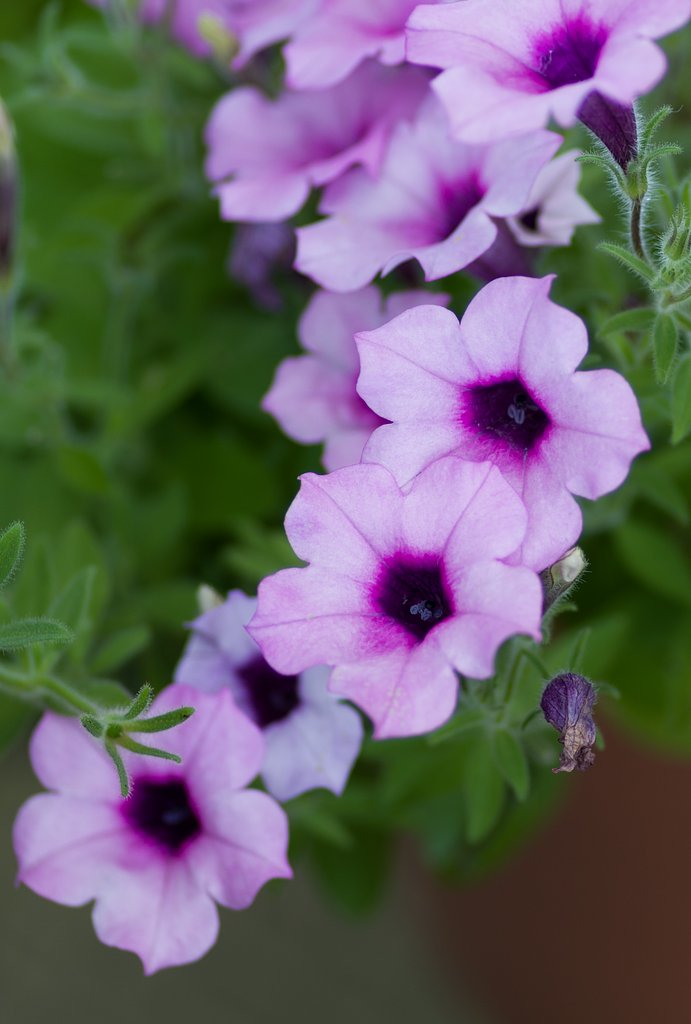 PENTAX-D FA MACRO 100mmF2.8