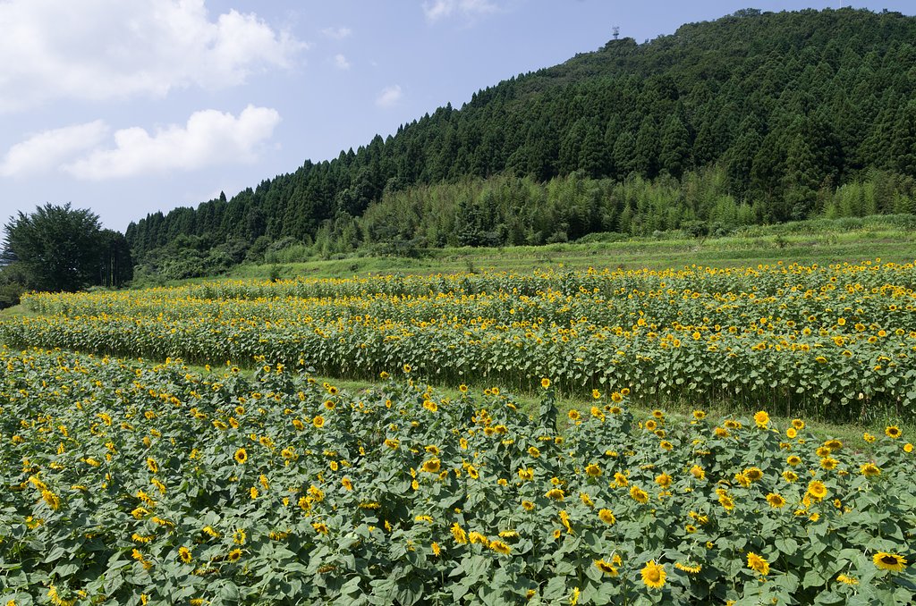 SIGMA 17-50mm F2.8 EX DC HSM 