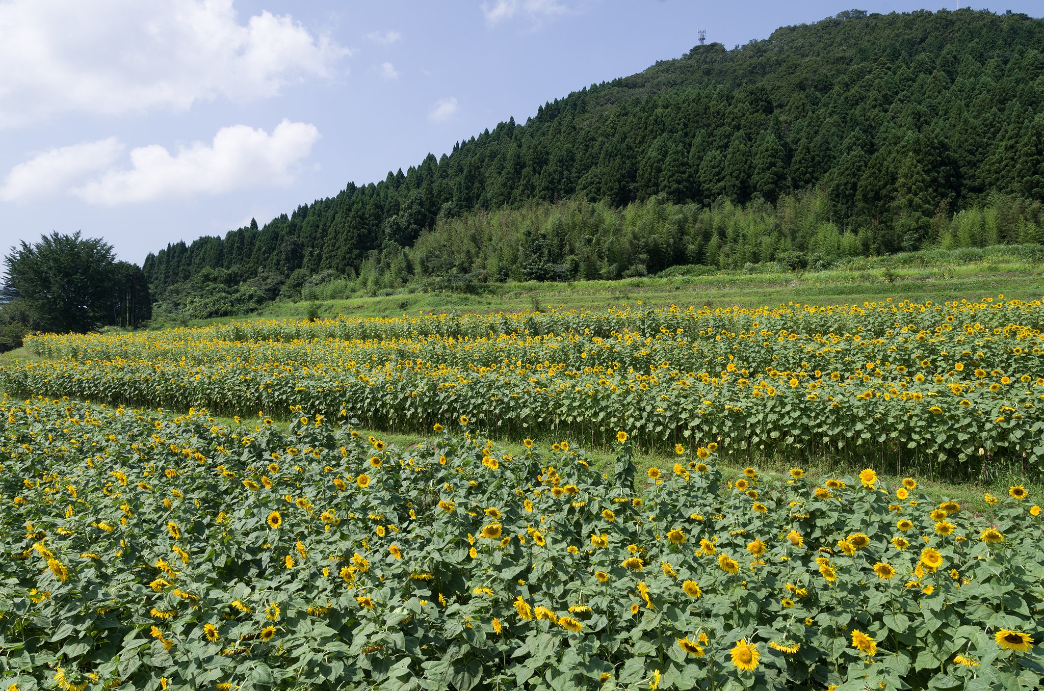 SIGMA 17-50mm F2.8 EX DC HSM 