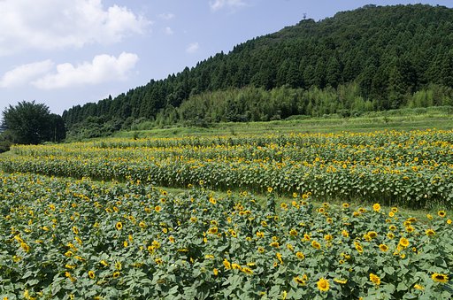 SIGMA 17-50mm F2.8 EX DC HSM 