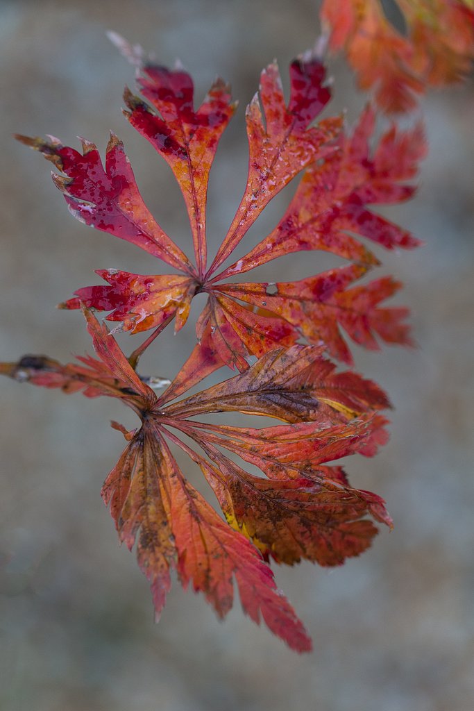 EF100ッmF2.8 L IS MACRO