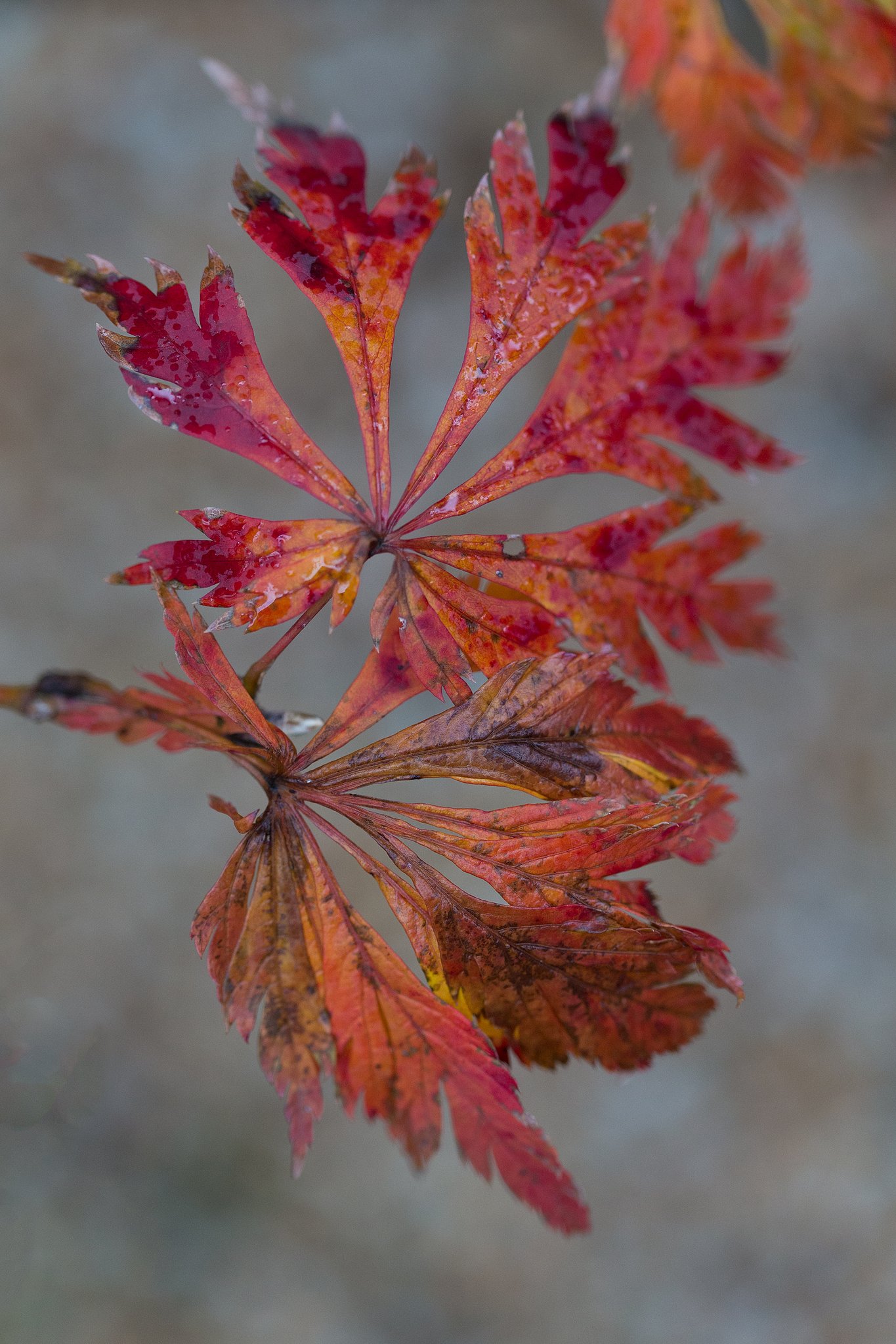 EF100ッmF2.8 L IS MACRO