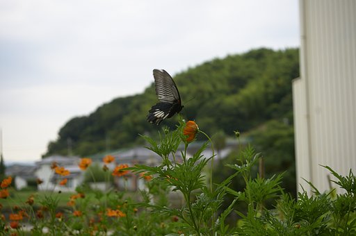 蝶