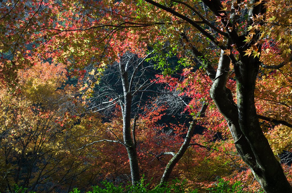歩く紅葉