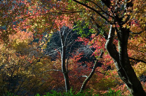 歩く紅葉