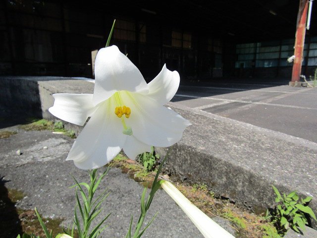純白無垢＆百合の花