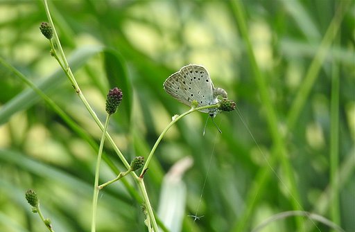 ゴマシジミ