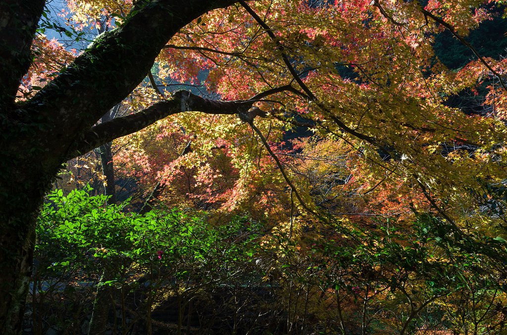 SIGMA 17-50mm F2.8 EX DC HSM 