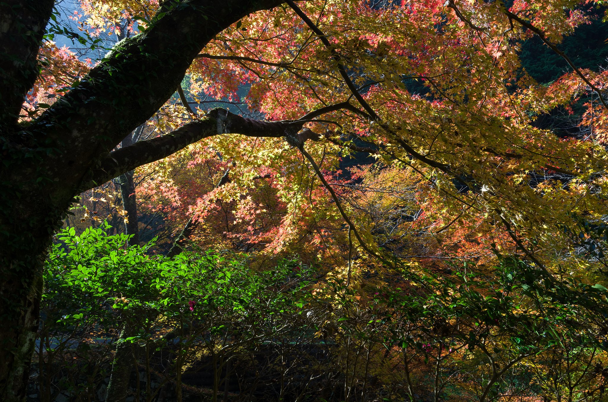 SIGMA 17-50mm F2.8 EX DC HSM 