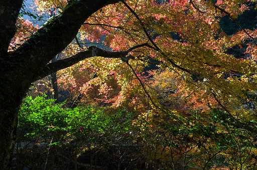 SIGMA 17-50mm F2.8 EX DC HSM 