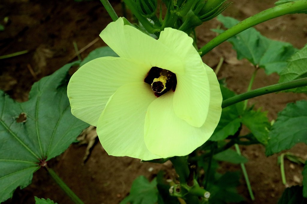 オクラの花
