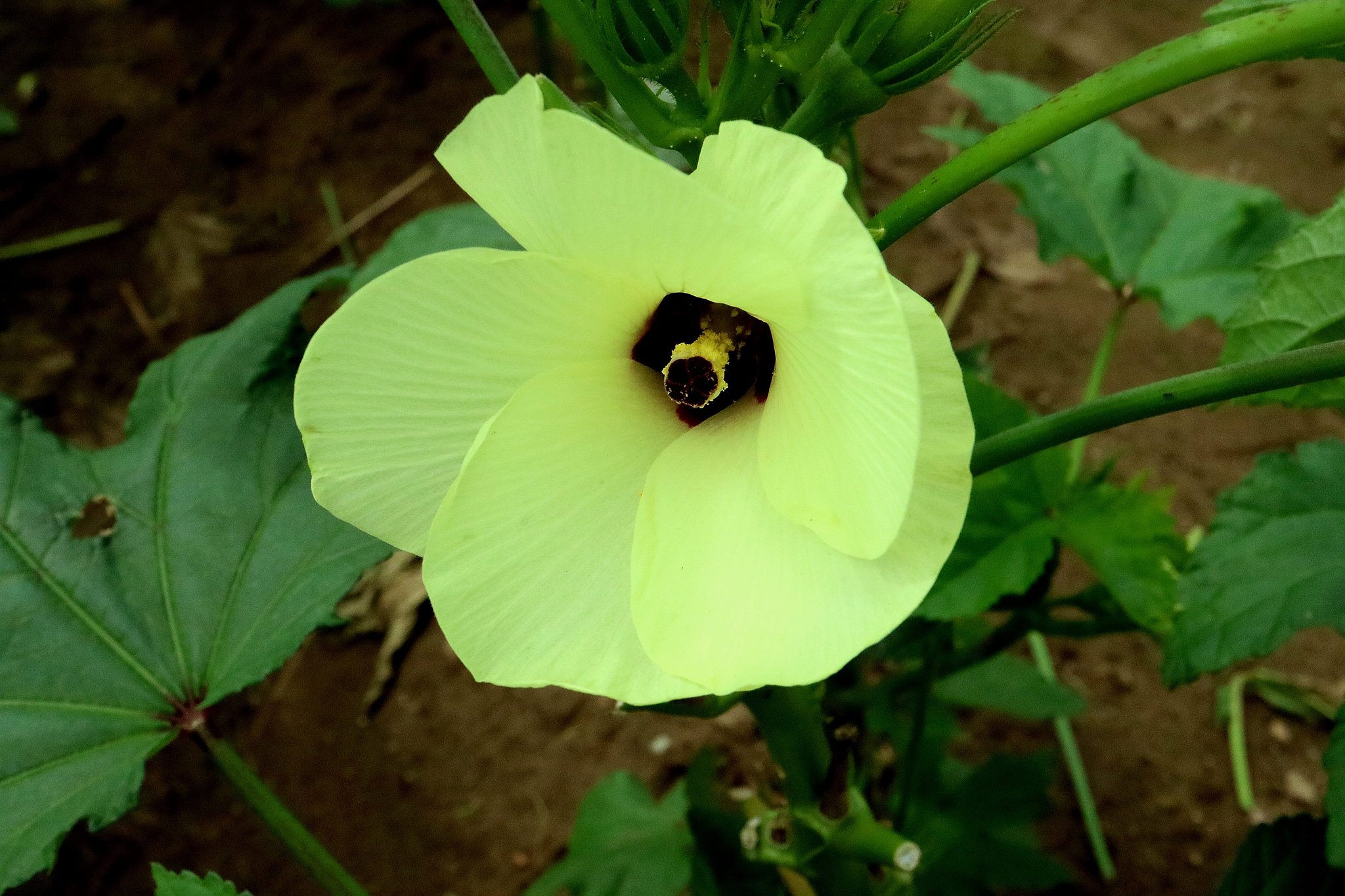 オクラの花