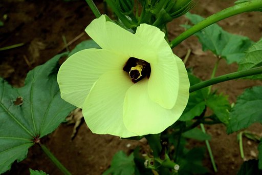 オクラの花