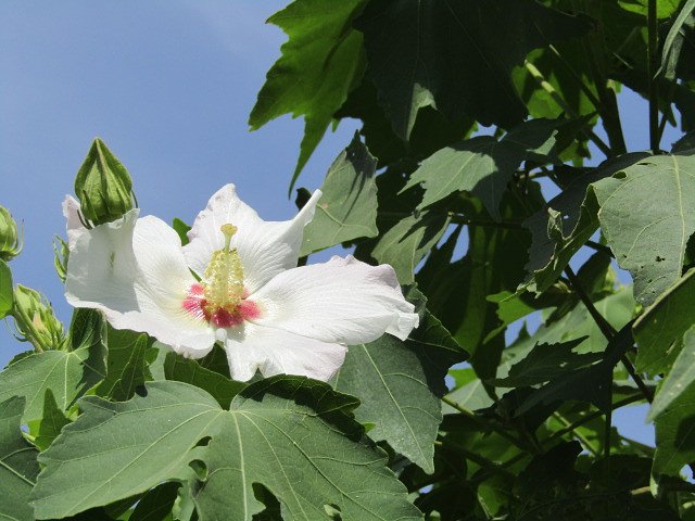 木槿＆ハチス