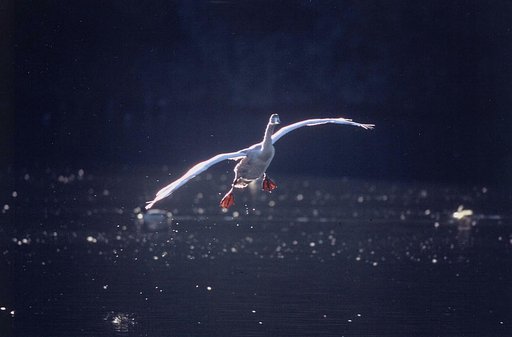 赤い靴を履いた白鳥さん(Ⅰ)