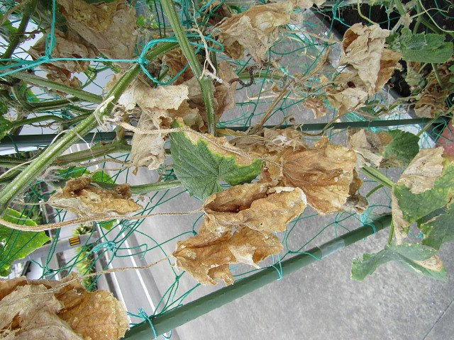 枯れ方の美学が素晴らしい