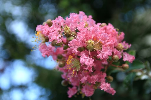 「さるすべりの花」