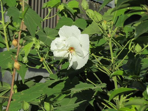 高砂芙蓉科➡ヤノネホッテ