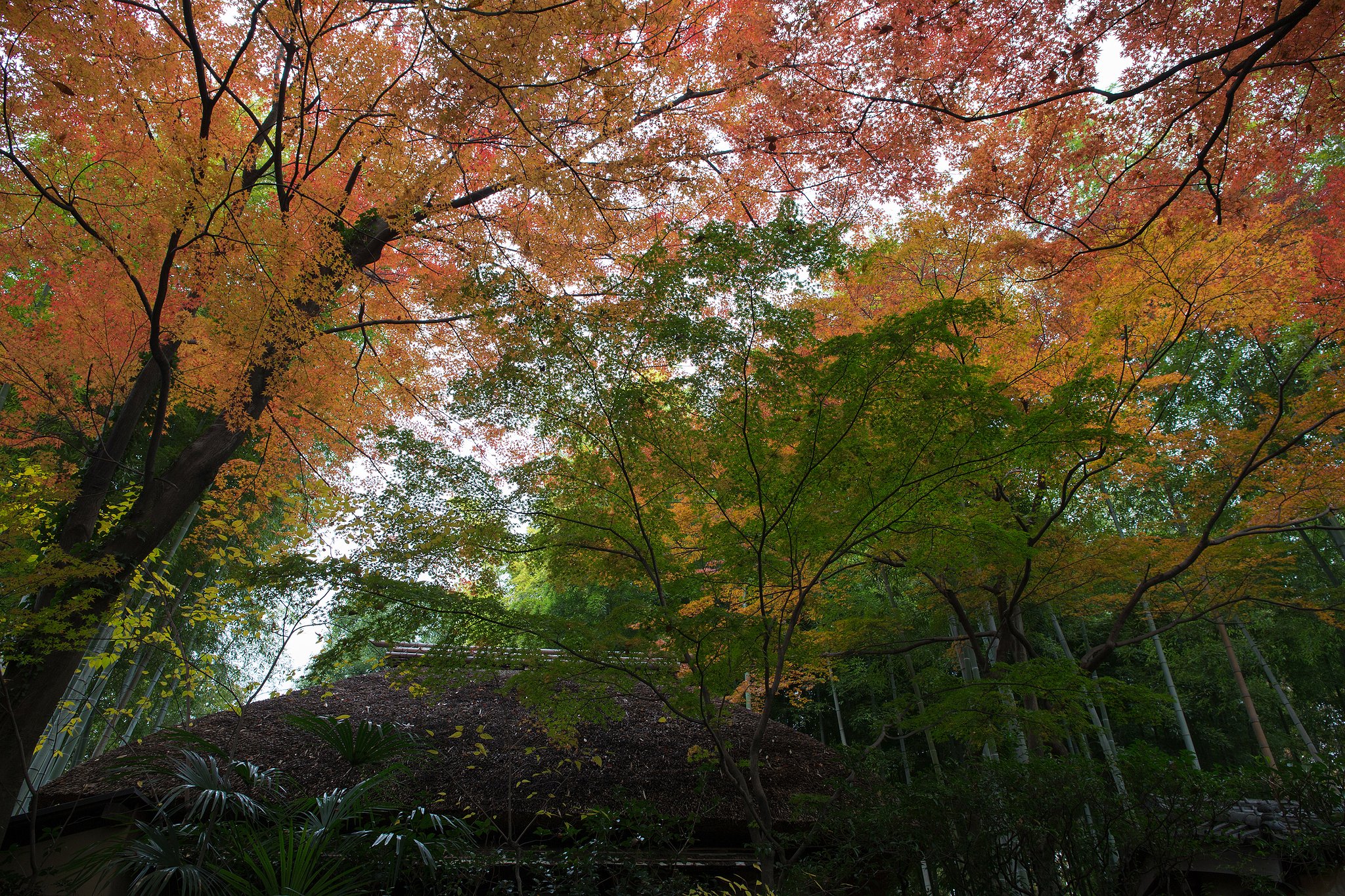 EF24-70mm F4 L IS