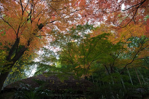EF24-70mm F4 L IS
