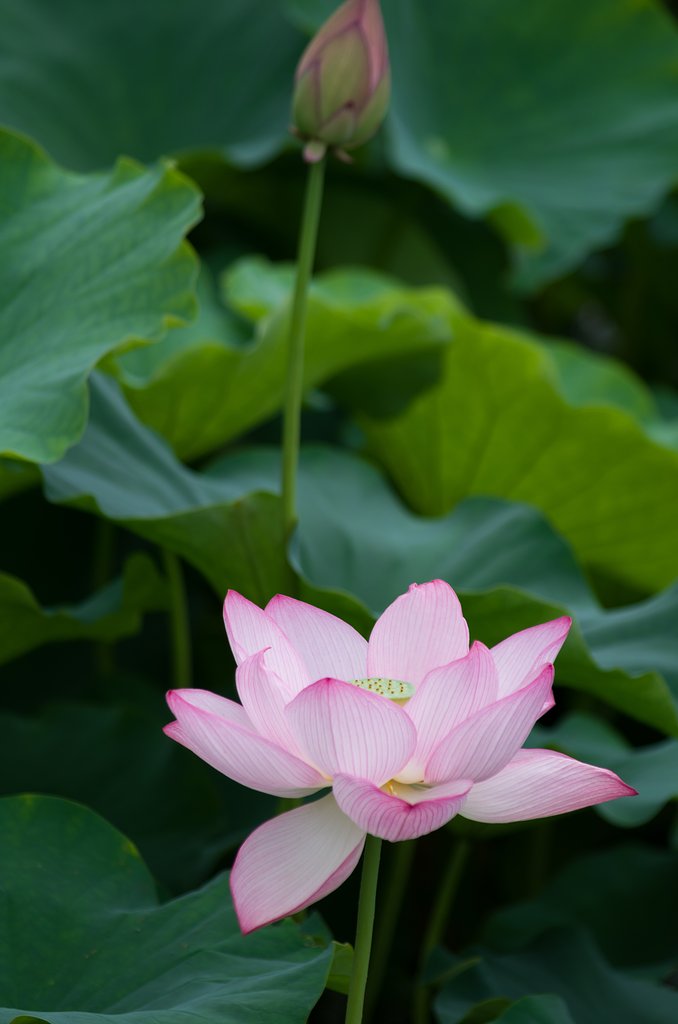 PENTAX  DA55-300mmF4-5.8ED