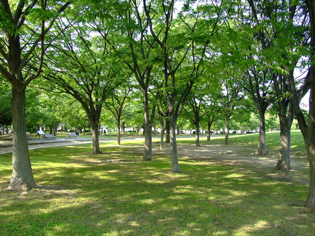 新・木漏れ日撮影