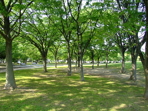 新・木漏れ日撮影