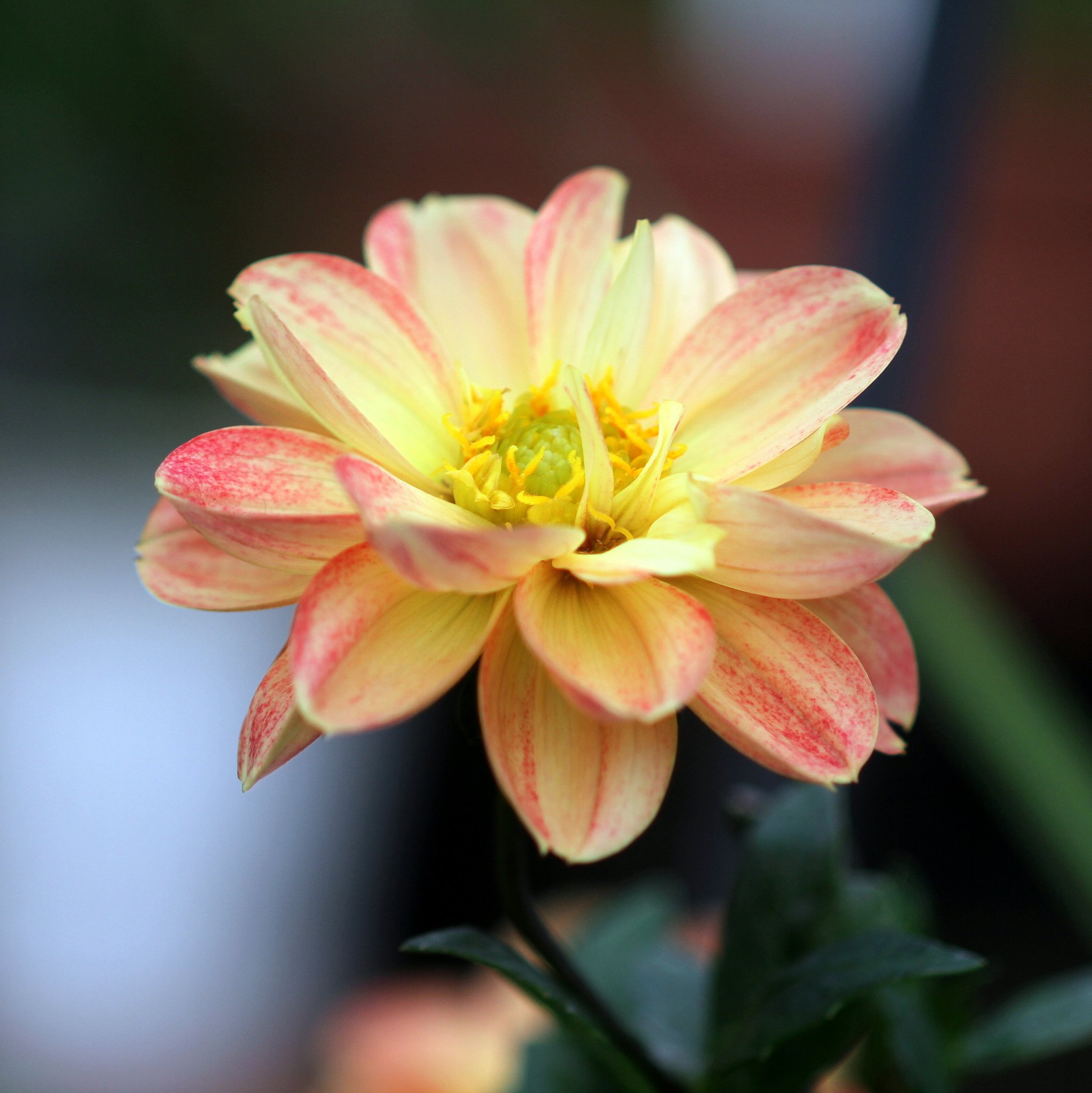 Canon  EF100㎜F2.8　macro