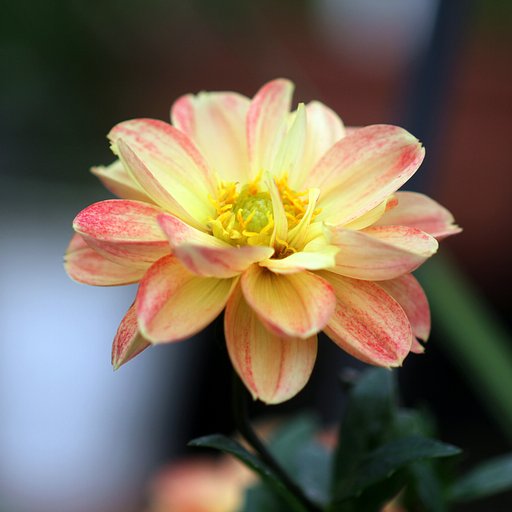 Canon  EF100㎜F2.8　macro