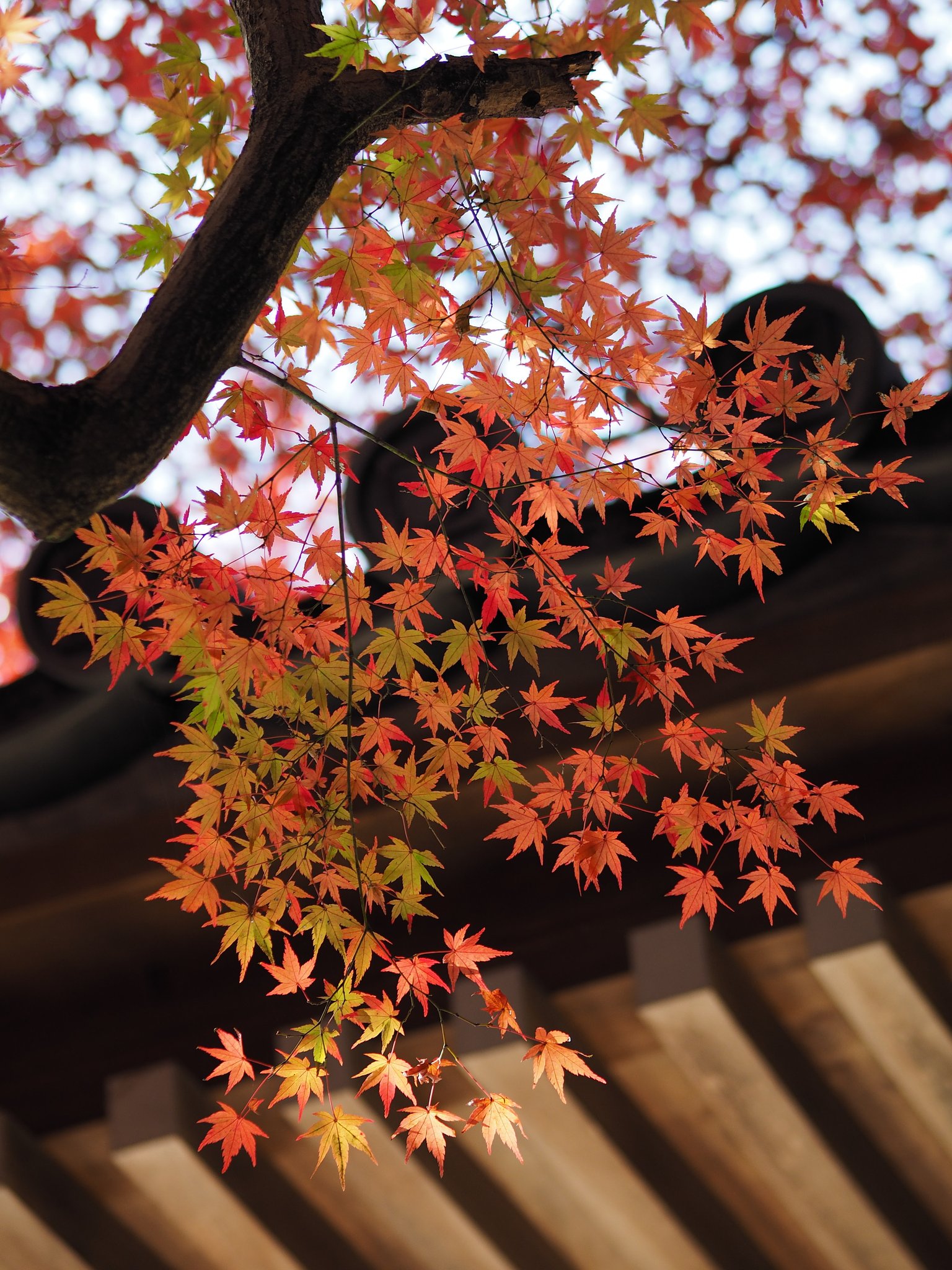 寡黙な紅葉2