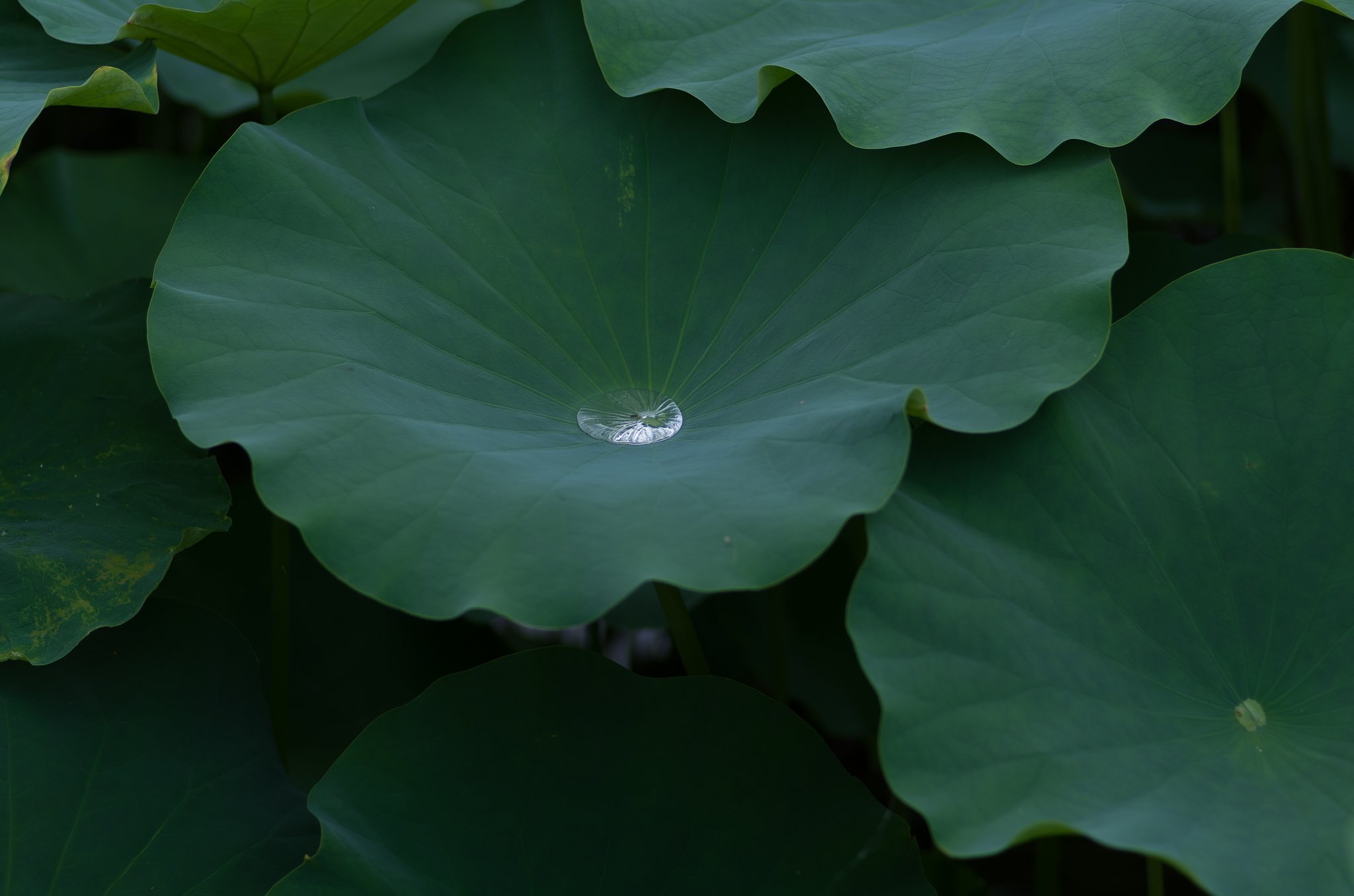 PENTAX-D FA MACRO 100mmF2.8