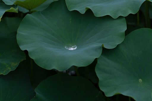 PENTAX-D FA MACRO 100mmF2.8