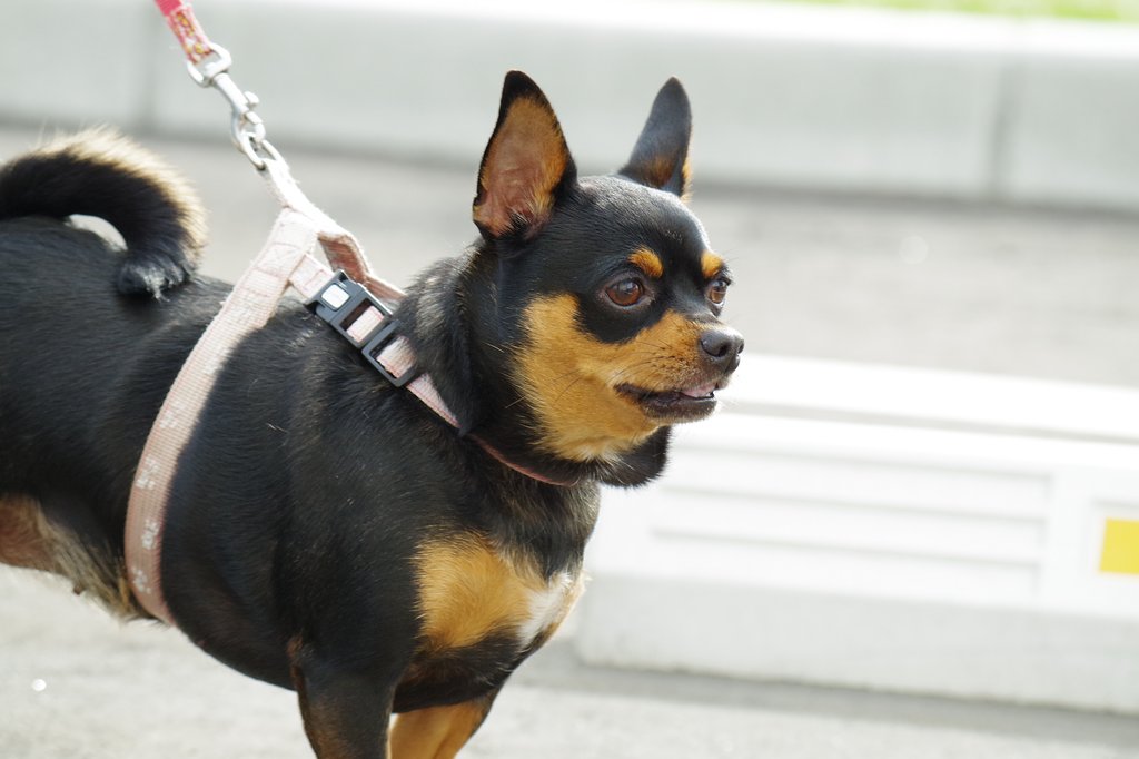 同じ棟の方の愛犬