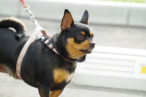 同じ棟の方の愛犬