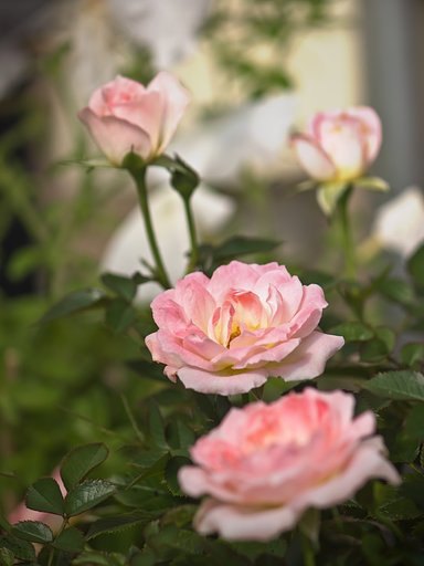 初夏のミニバラ