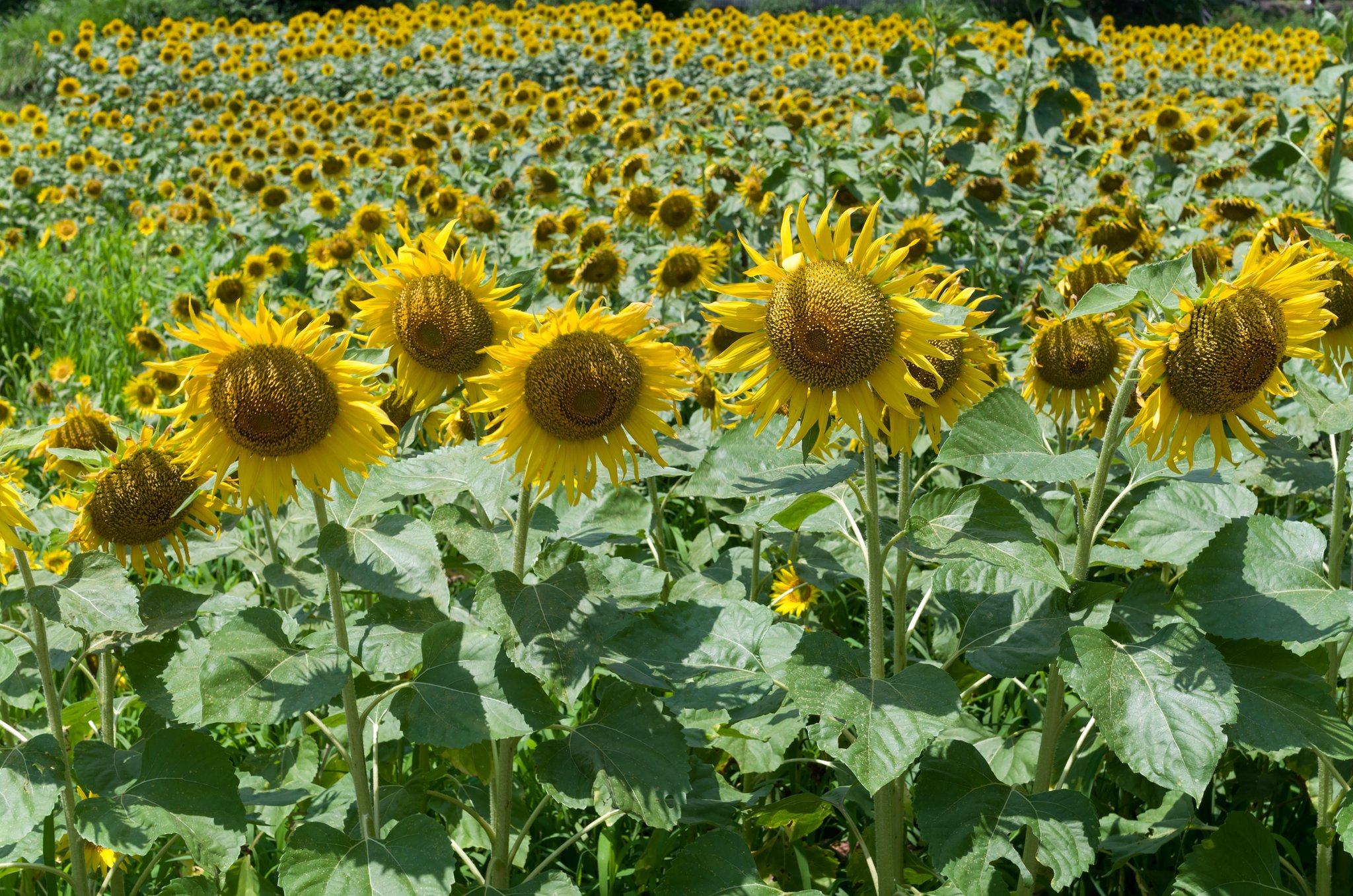 SIGMA 30mm F1.4 DC HSM