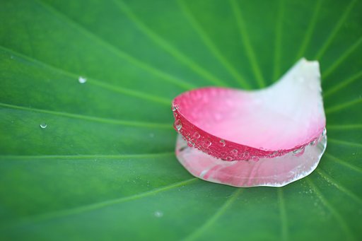 蓮花