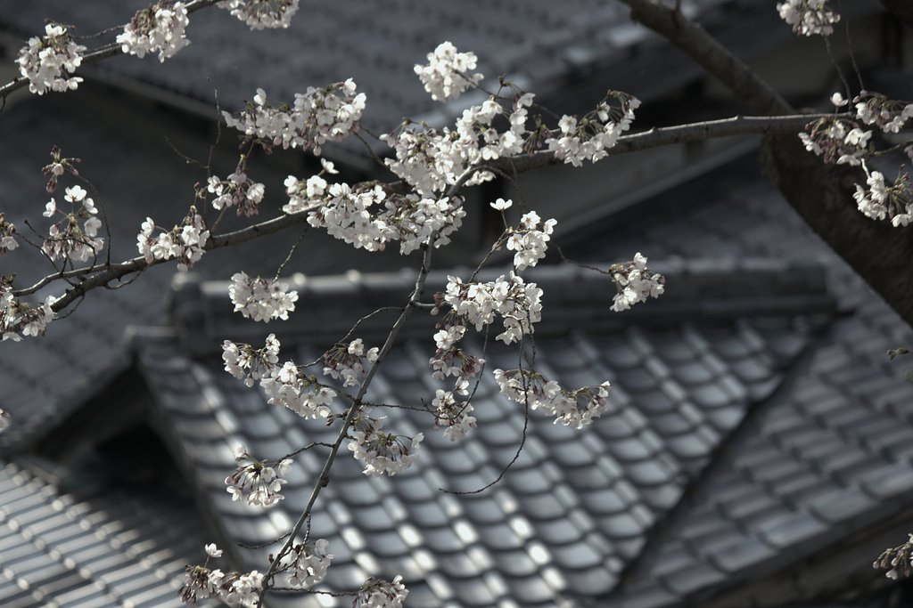 桜【古】瓦屋根