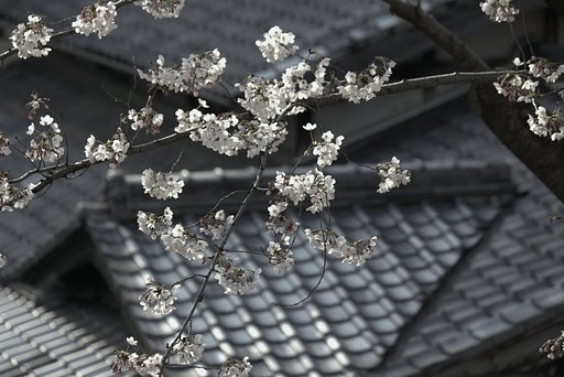 桜【古】瓦屋根