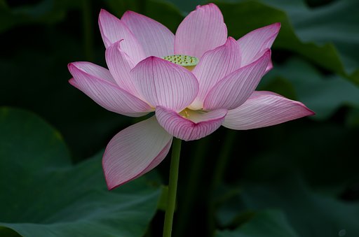 蓮