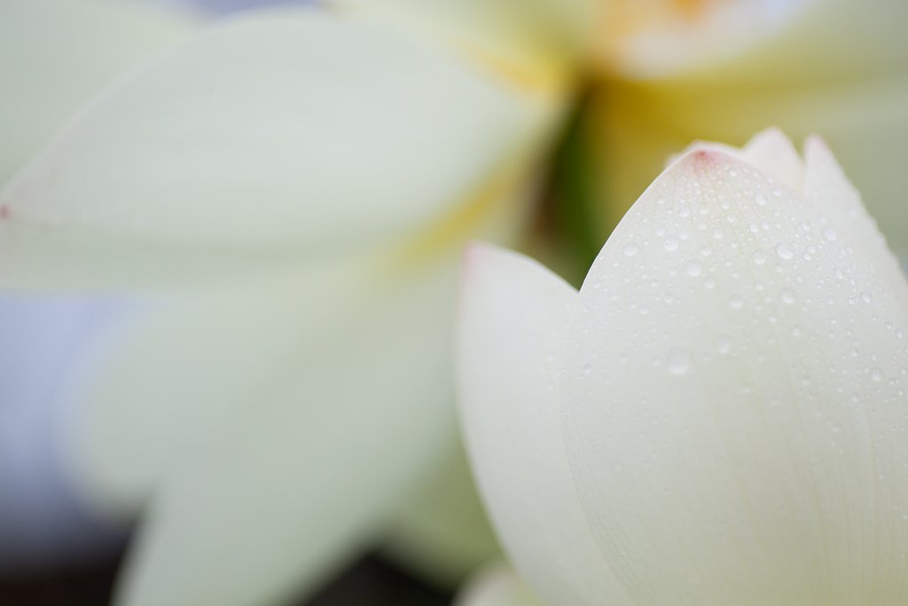 濡れても撮りたい