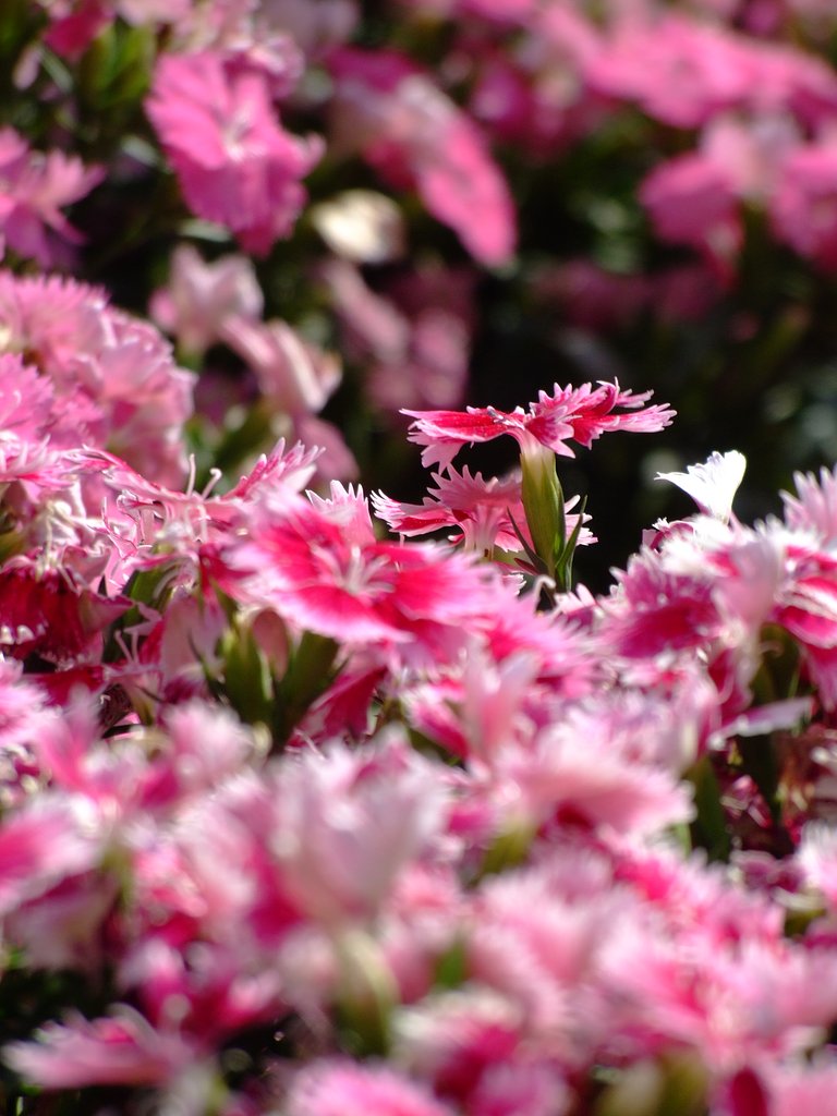 見知らぬ花
