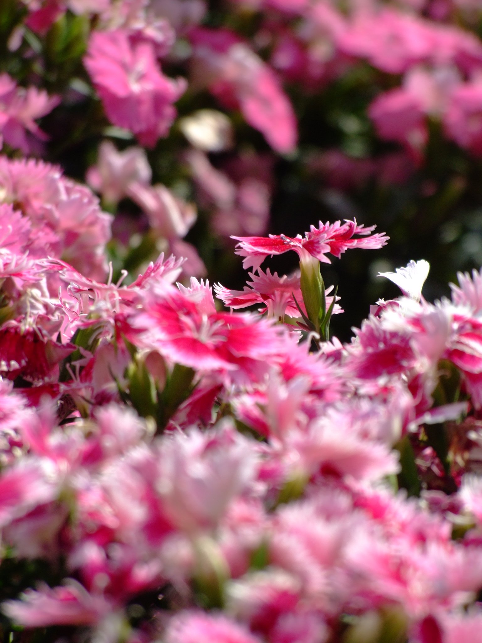 見知らぬ花
