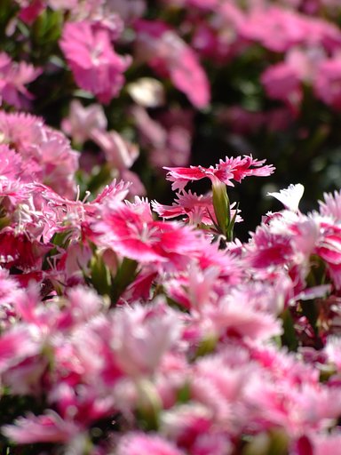 見知らぬ花