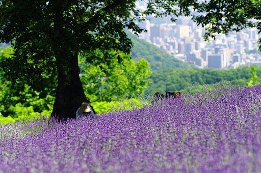 ラベンダー園
